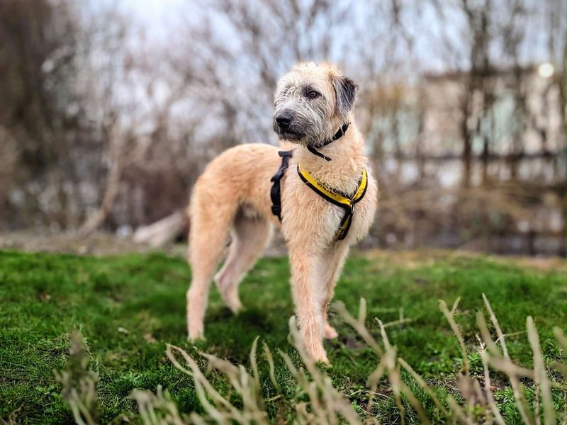 Pickles | Lurcher | Cardiff - 6
