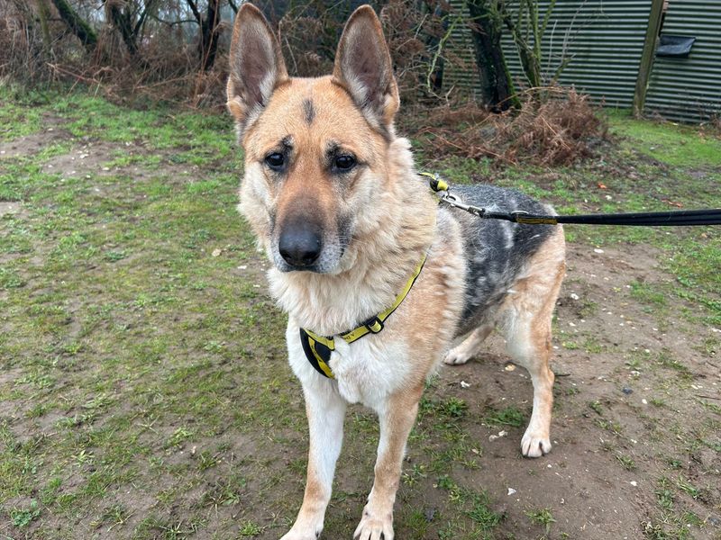 German Shepherd Dogs And Puppies For Adoption