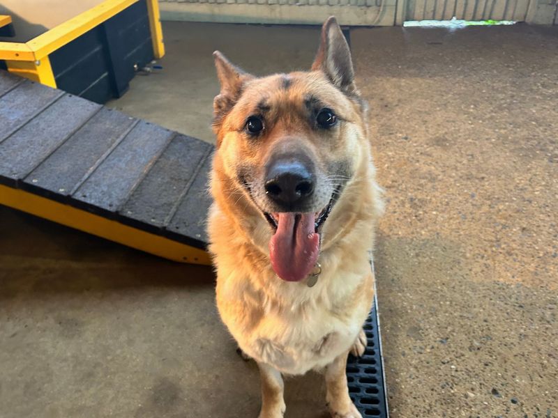 German Shepherd for adoption in Snetterton, Norfolk – 7 years old - Image 4 of 4