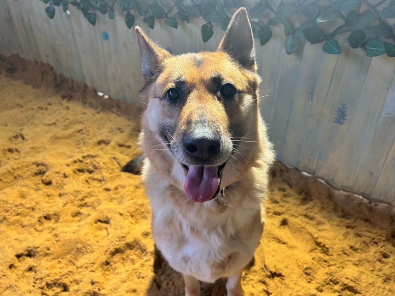 German Shepherd for adoption in Snetterton, Norfolk – 7 years old - Image 2 of 4