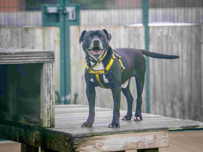 Staffordshire Bull Terrier for adoption in Wymeswold, Leicestershire – 8 years old