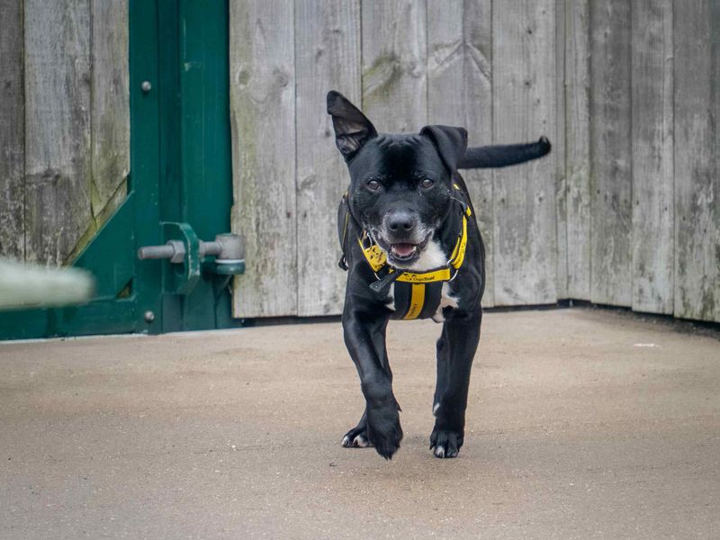 Frodo - Image 2 of 3