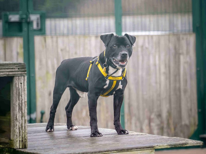 Frodo - Image 3 of 3