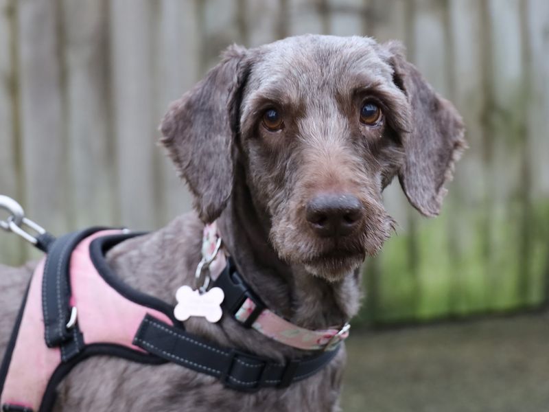 Nellie | Poodle (Miniature) Cross | Leeds - 1