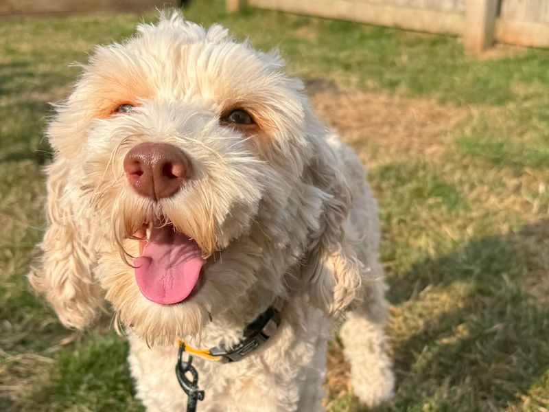 Peach | Poodle (Miniature) Cross | Leeds - 1