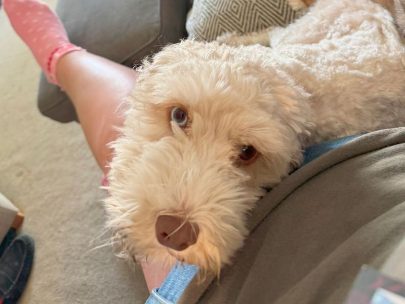 Cocker Spaniel Dogs And Puppies For Adoption