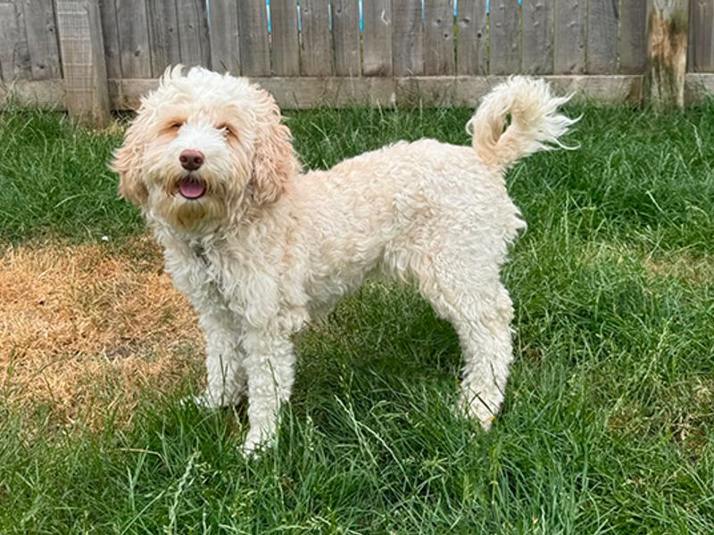 Peach | Poodle (Miniature) Cross | Leeds - 4