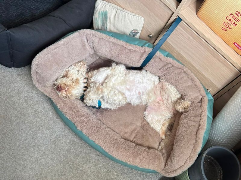 Peach | Poodle (Miniature) Cross | Leeds - 6