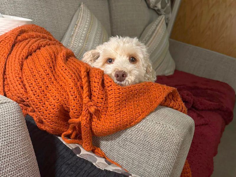 Peach | Poodle (Miniature) Cross | Leeds - 3
