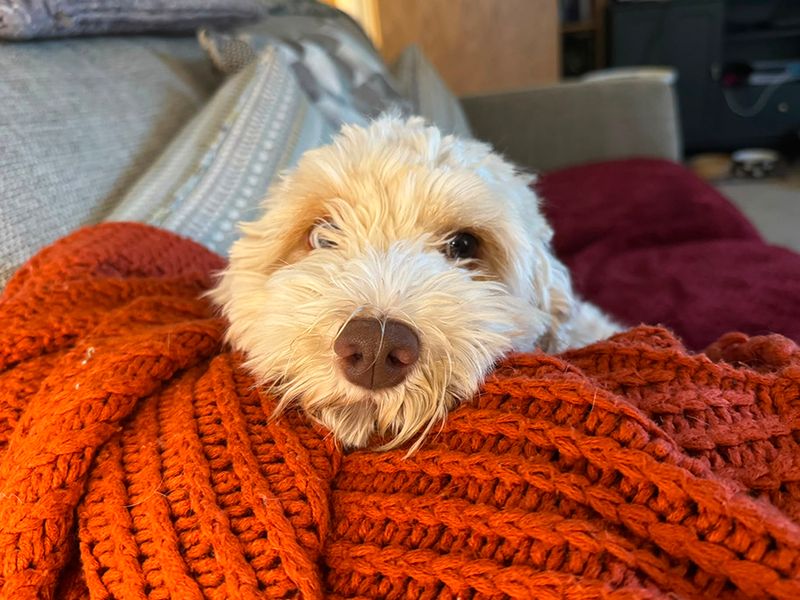Peach | Poodle (Miniature) Cross | Leeds - 2