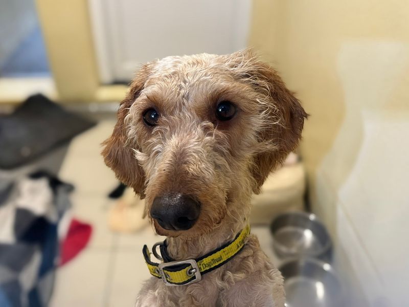 Mozzarella - Image 2 of 2