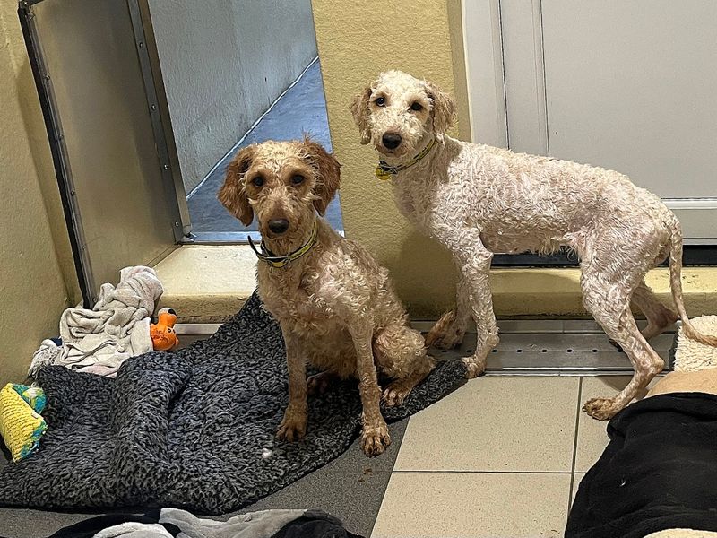 Mozzarella, a 6 years old female Poodle available for adoption from Dogs Trust in Evesham, West Midlands