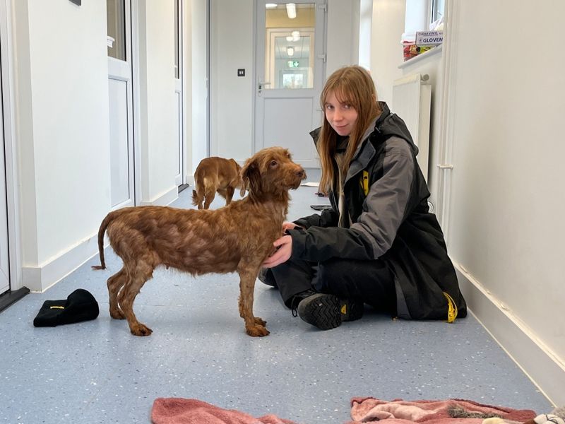 Poodle for adoption in Evesham, Worcestershire – 6 years old