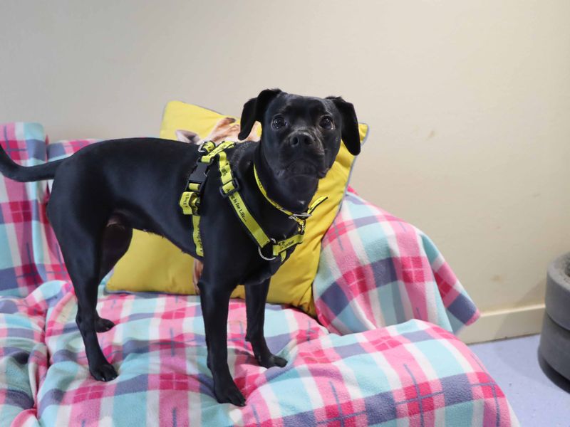 Daphne - Image 2 of 3