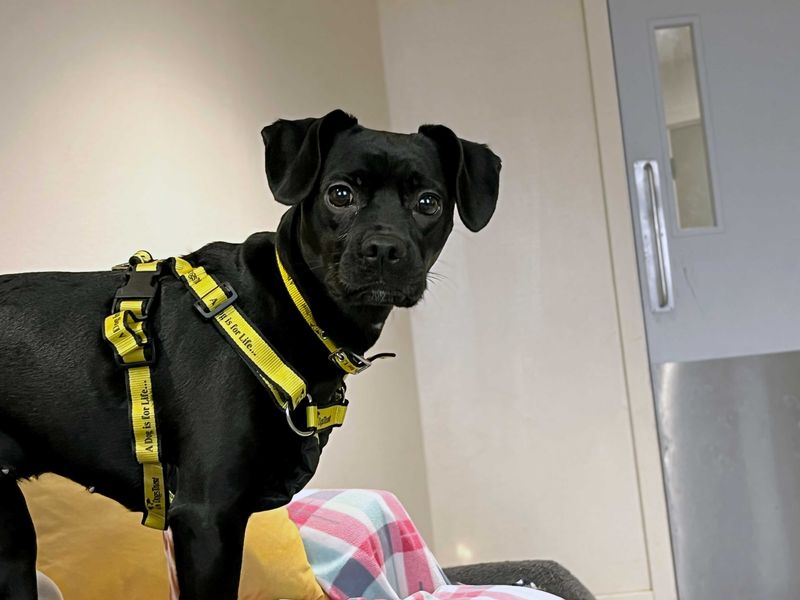 Daphne - Image 3 of 3