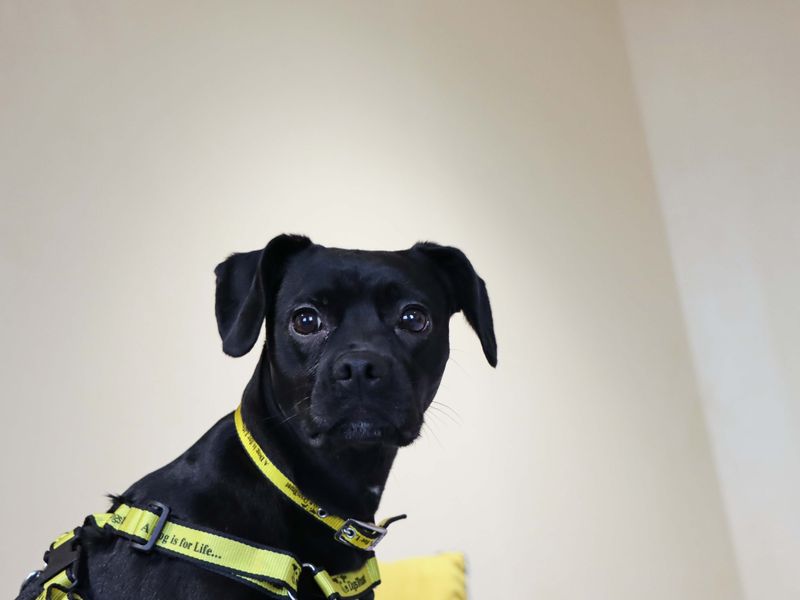 Cocker Spaniel for adoption in Sadberge, Co Durham – 1 year old