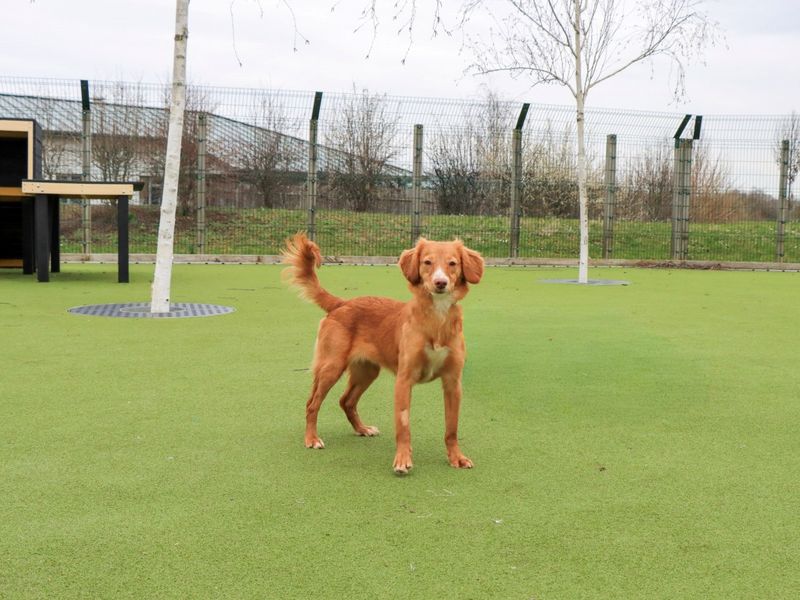 Cocker Spaniel Dogs And Puppies For Adoption