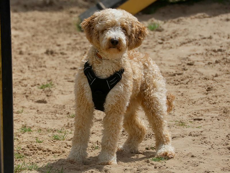 Sonny - Image 2 of 5