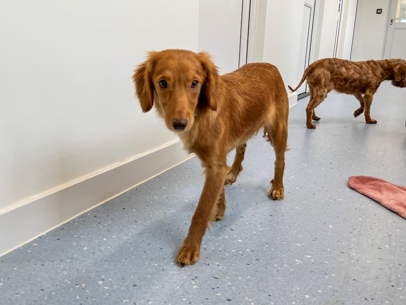 Cappuccino - Image 2 of 5