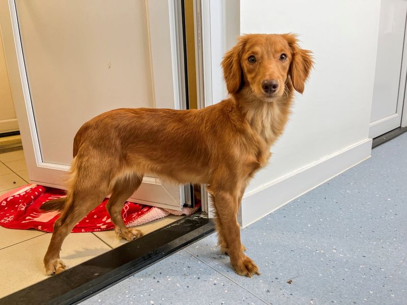 Cappuccino, a 2 years old female Cocker Spaniel available for adoption from Dogs Trust in Evesham, West Midlands