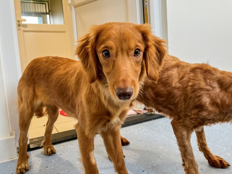 Cappuccino - Image 3 of 5