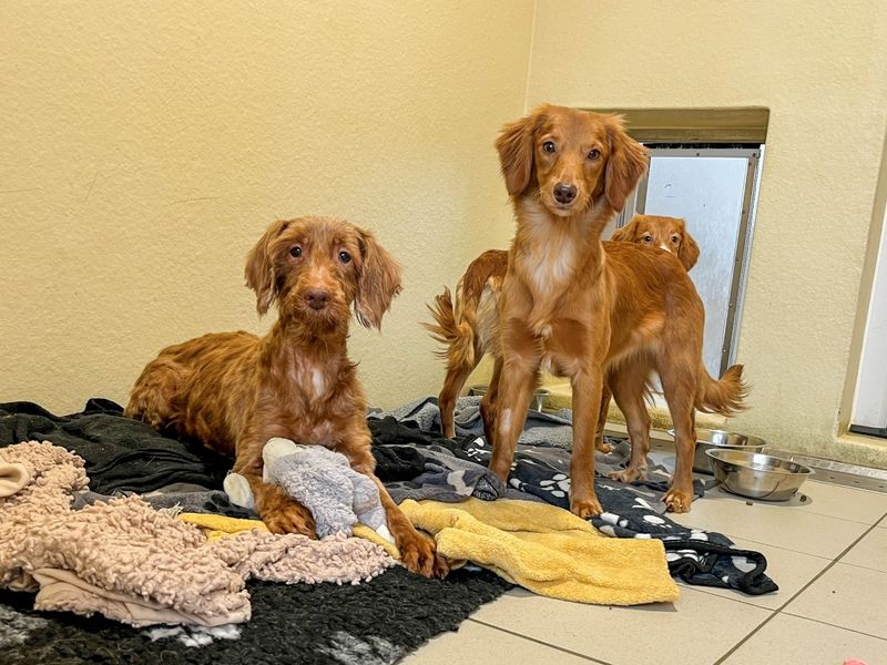 Cappuccino - Image 4 of 5