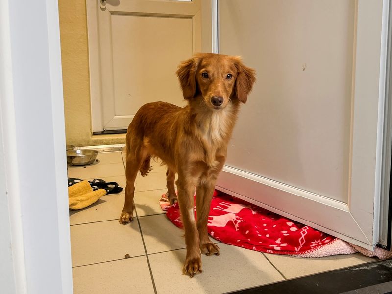 Cappuccino - Image 5 of 5