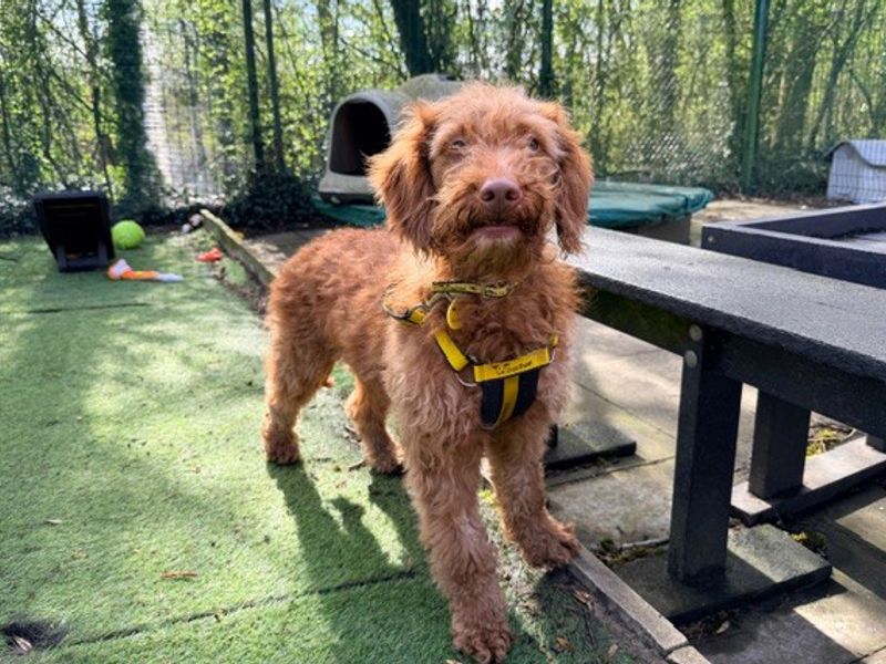 Chuckie - Image 2 of 4