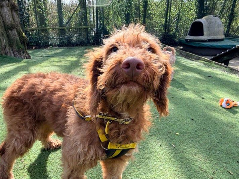 Chuckie, a 8 years old male Poodle available for adoption from Dogs Trust in Liverpool, Merseyside