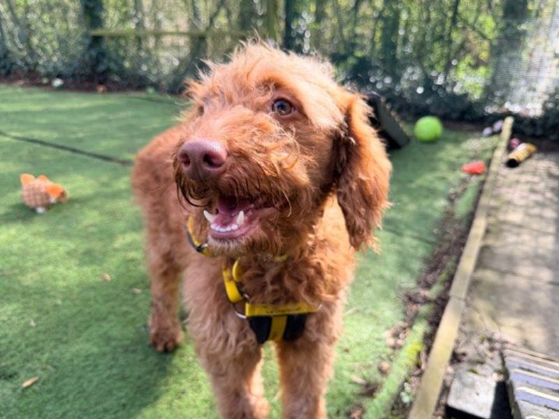 Chuckie - Image 4 of 4