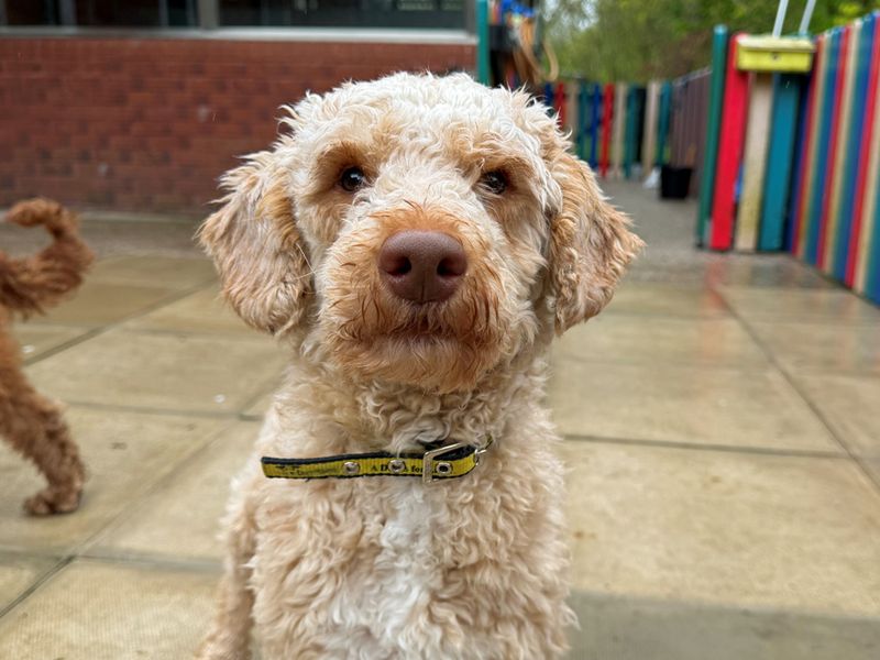 Cocker Spaniel Dogs And Puppies For Adoption