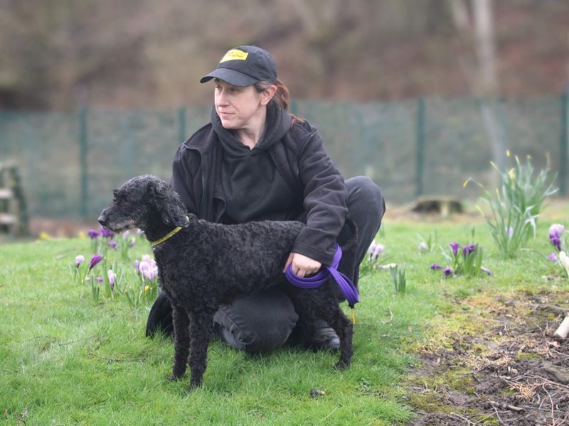 Lil | Poodle (Standard) Cross | Merseyside (Liverpool) - 1
