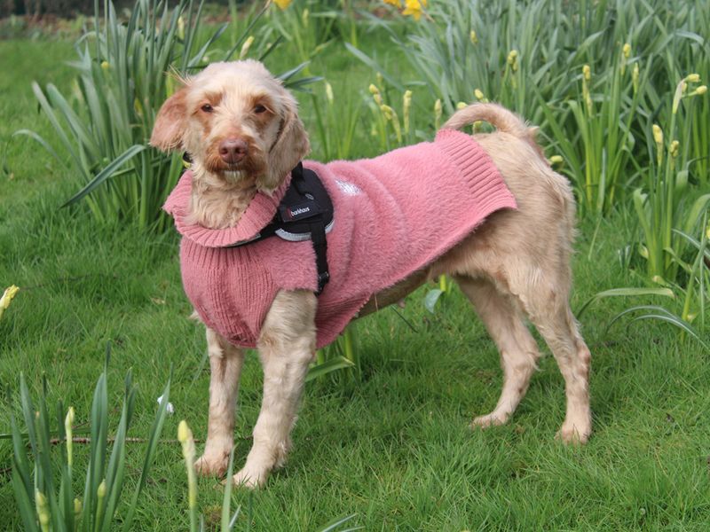 Poodle Dogs And Puppies For Adoption