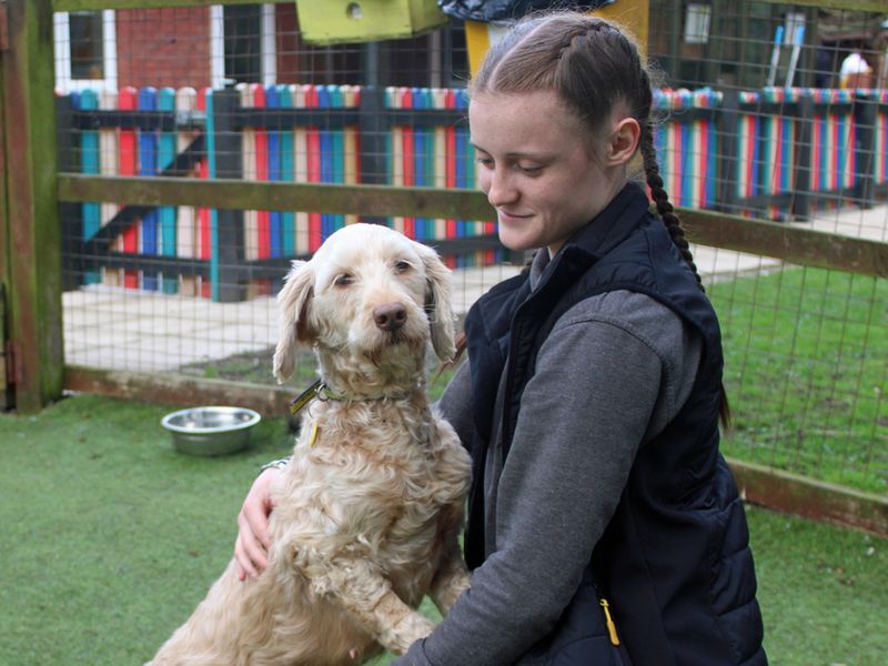 Kimi | Poodle (Standard) Cross | Merseyside (Liverpool) - 1