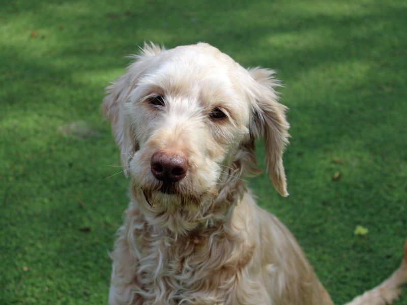 Poodle Dogs And Puppies For Adoption