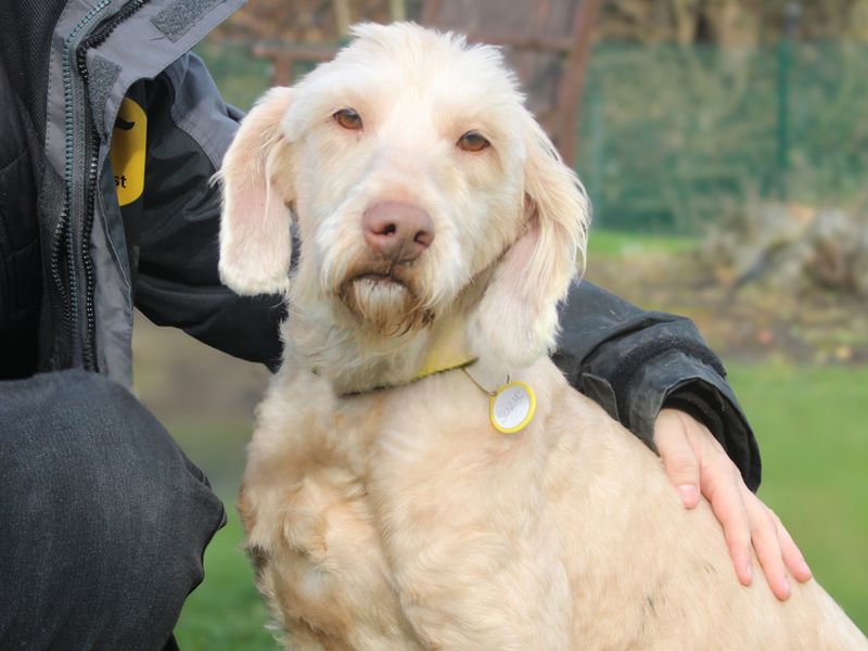 Golden Retriever for adoption in Liverpool, Merseyside – 6 years old