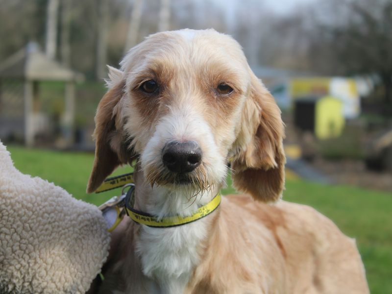 Angelica | Poodle (Standard) Cross | Merseyside (Liverpool) - 1