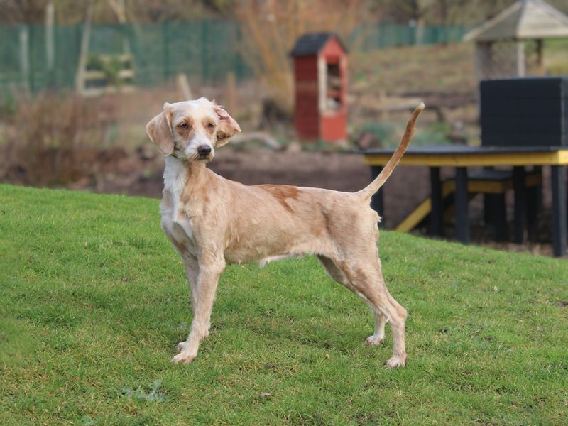 Poodle for adoption in Liverpool, Merseyside – 8 years old - Image 3 of 3