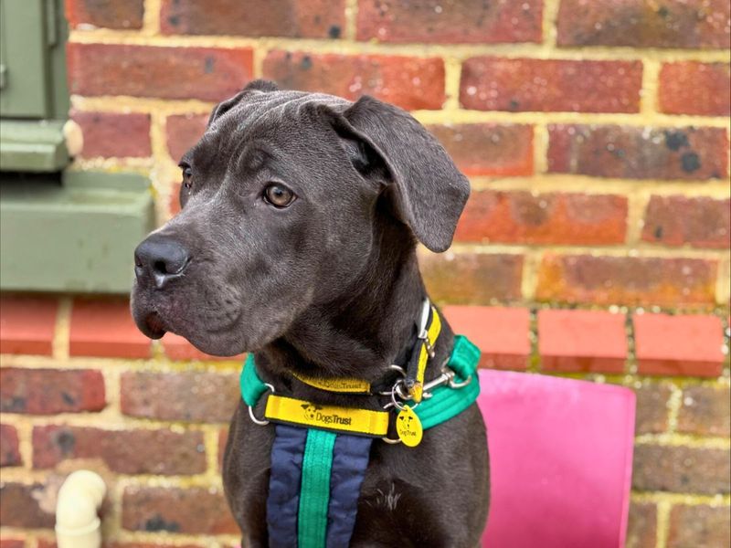 Prudence - Image 5 of 5