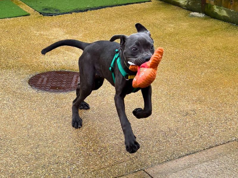 Prudence - Image 4 of 5