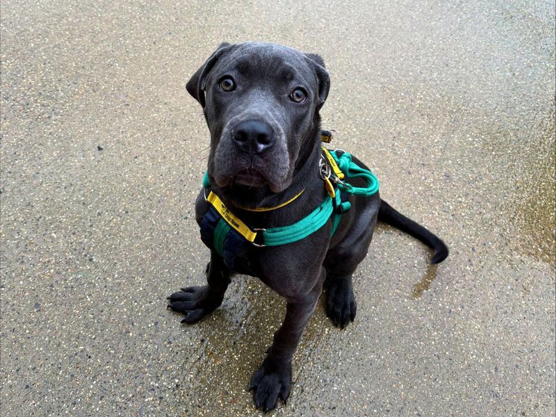 Prudence - Image 2 of 5