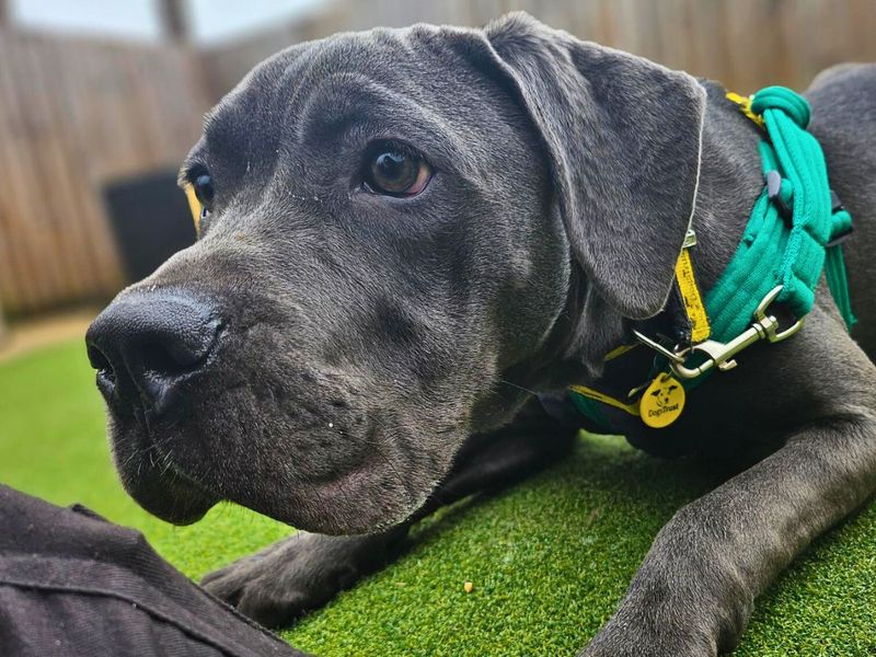 Cane Corso Dogs And Puppies For Adoption