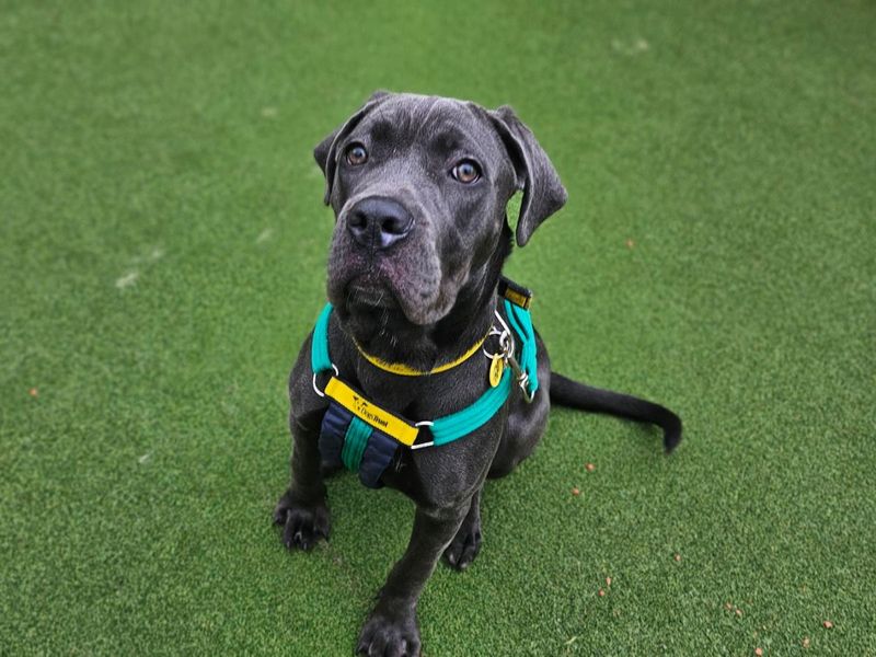 Prudence - Image 3 of 5