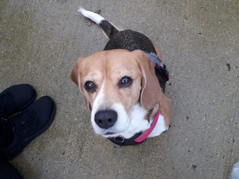 Sophie | Beagle | Newbury (Berkshire) - 1