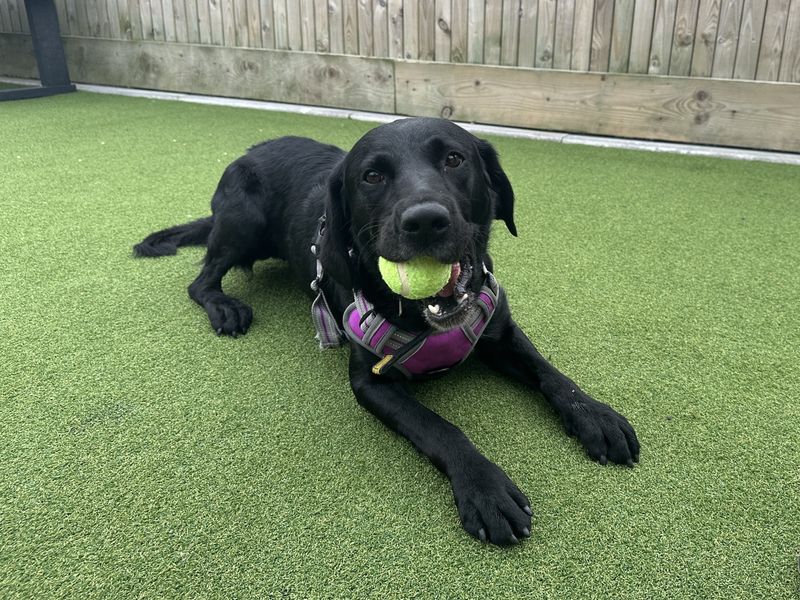 Lola | Spaniel (English Springer) Cross | Ballymena (Northern Ireland) - 2