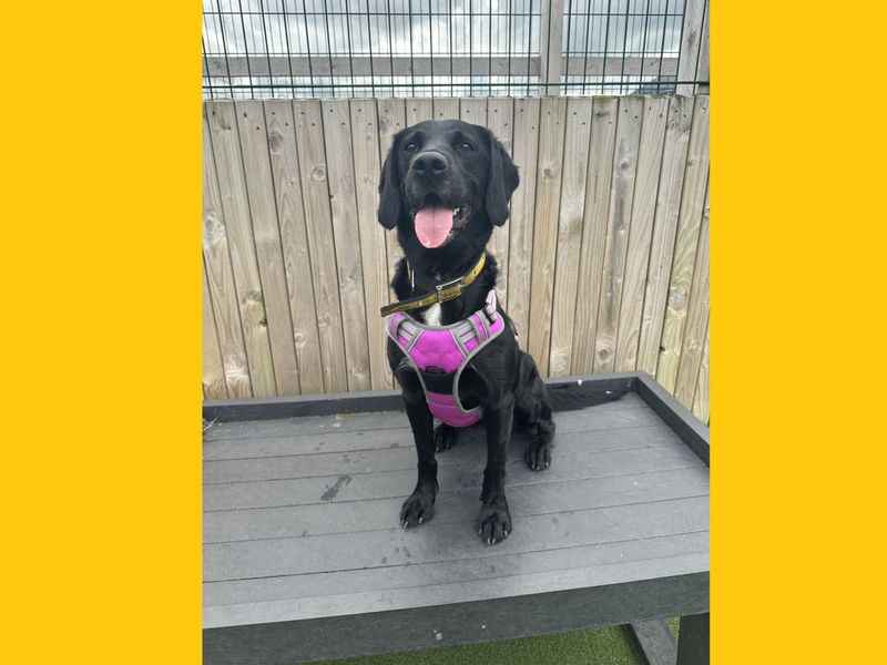 Lola | Spaniel (English Springer) Cross | Ballymena (Northern Ireland) - 3