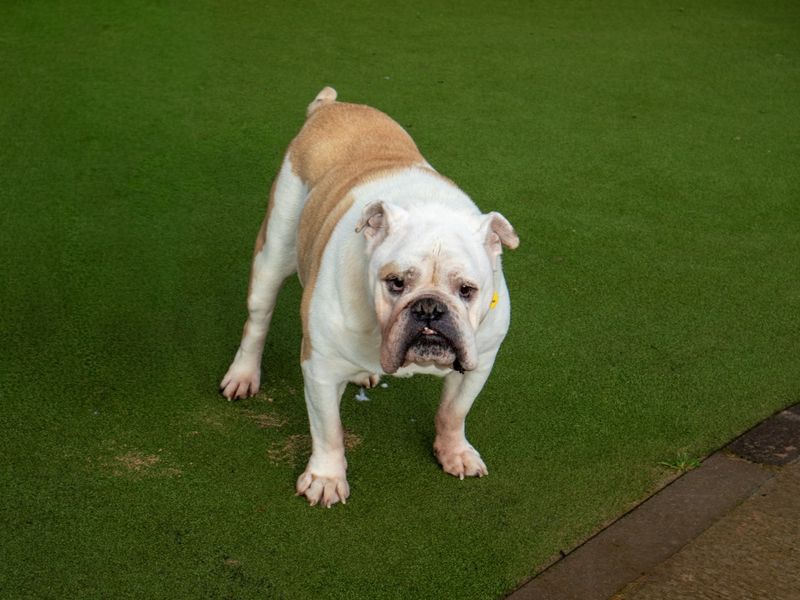 Sir Wiggle | Bulldog | Evesham (Worcestershire) - 1