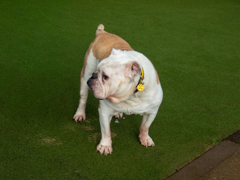 English Bulldog for adoption in Evesham, Worcestershire – 10 years old - Image 5 of 5