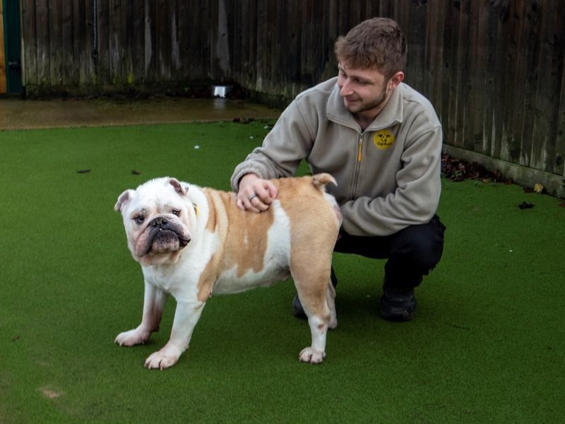 English Bulldog for adoption in Evesham, Worcestershire – 10 years old