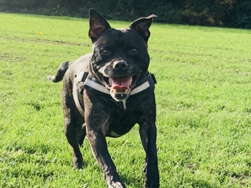 Cassius - Image 3 of 5